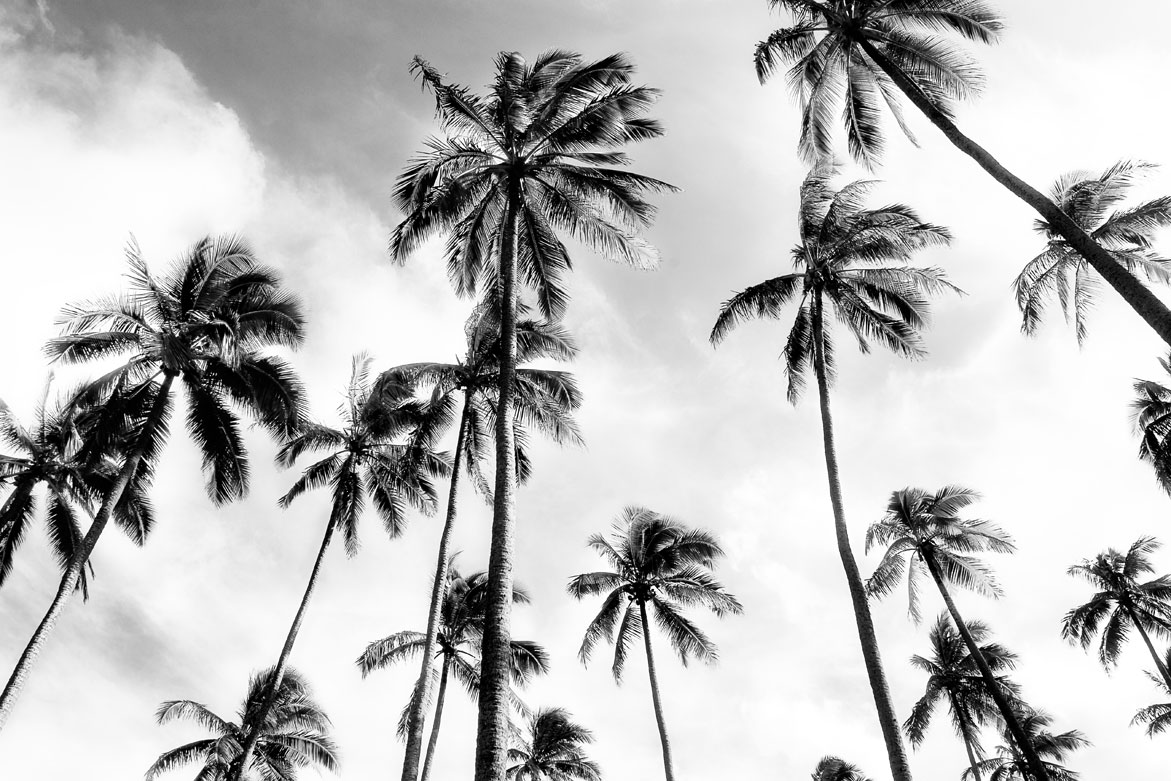 Palm Grove | © Jonathan McIntyre Photogeraphy