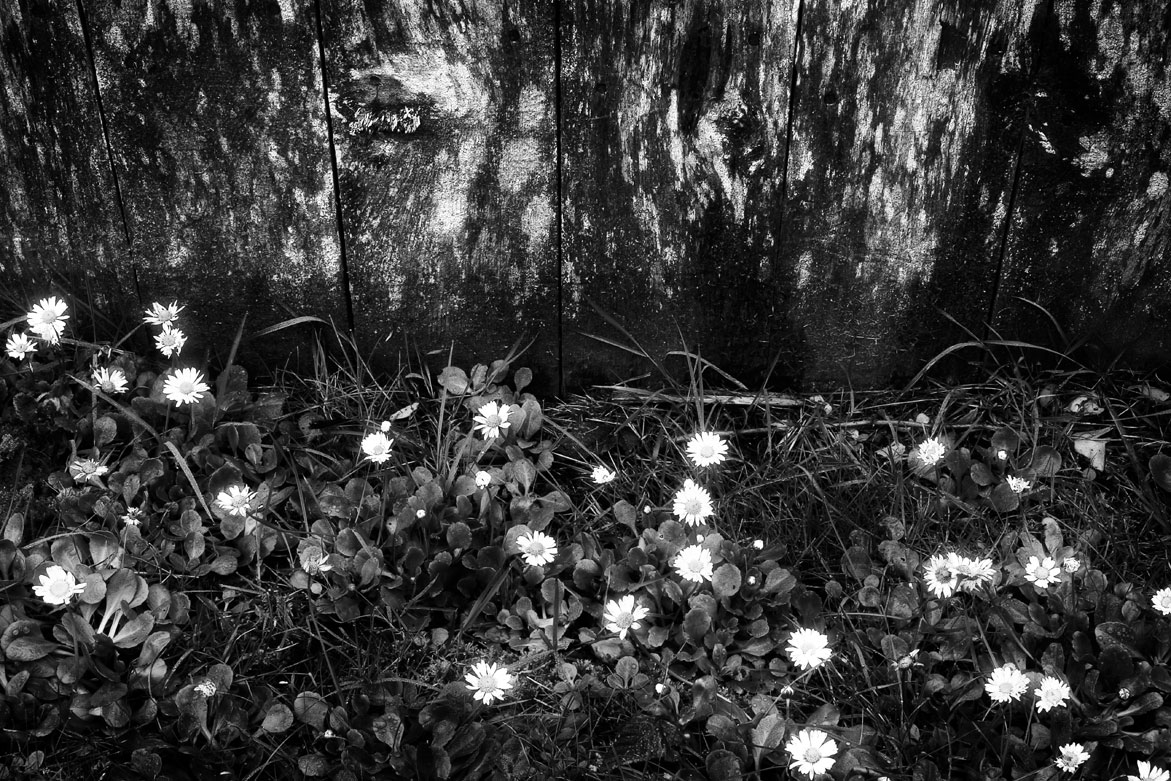 Flower & Wood | © Jonathan McIntyre Photogeraphy