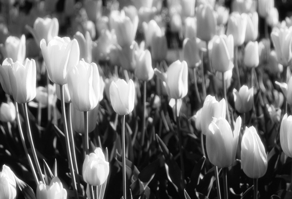 Flowers | © Jonathan McIntyre Photogeraphy