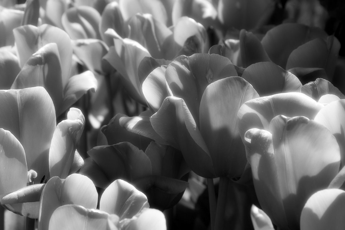 Flower 2 | © Jonathan McIntyre Photogeraphy