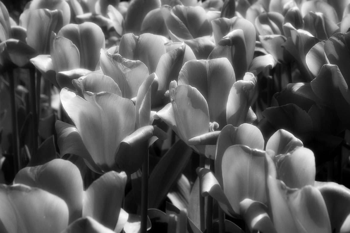 Flower 3 | © Jonathan McIntyre Photogeraphy