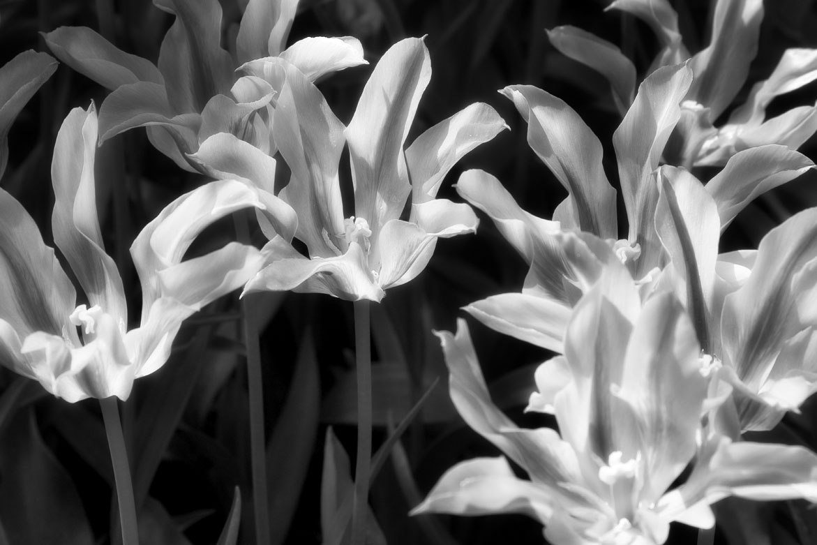 Flower 4 | © Jonathan McIntyre Photogeraphy