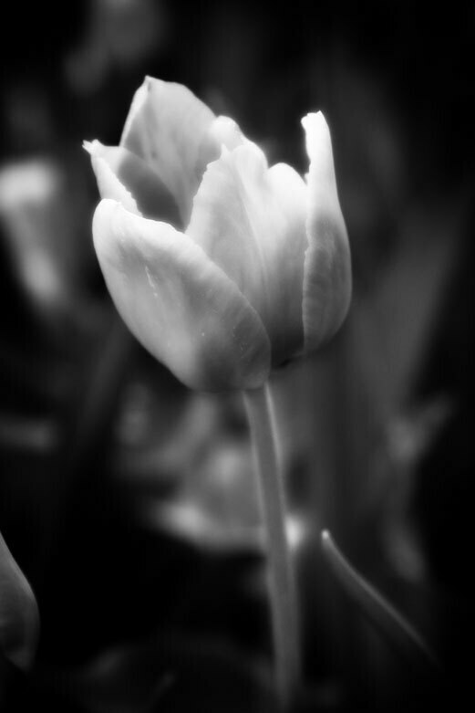 Flower 6 | © Jonathan McIntyre Photogeraphy