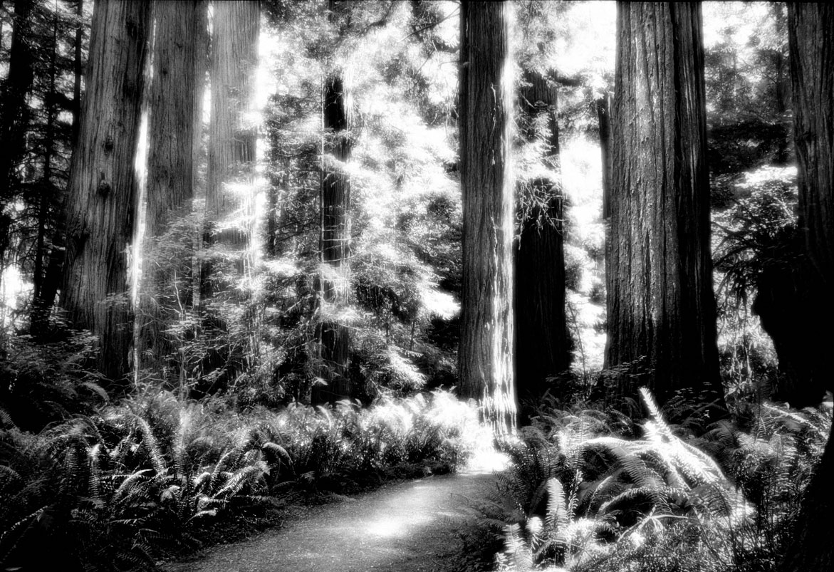 Forest Path | © Jonathan McIntyre Photogeraphy