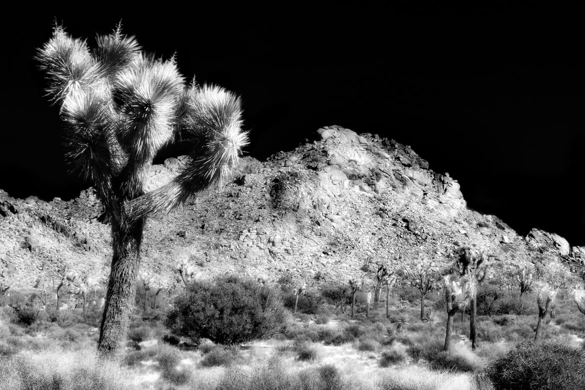 Joshua Tree | © Jonathan McIntyre Photogeraphy