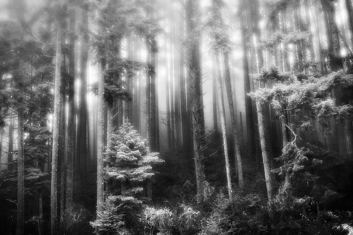 Light in the Woods | © Jonathan McIntyre Photogeraphy