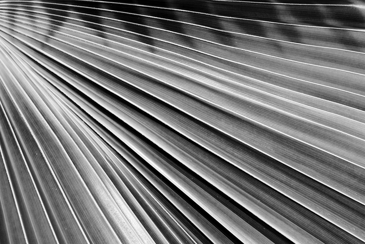 Palm | © Jonathan McIntyre Photogeraphy