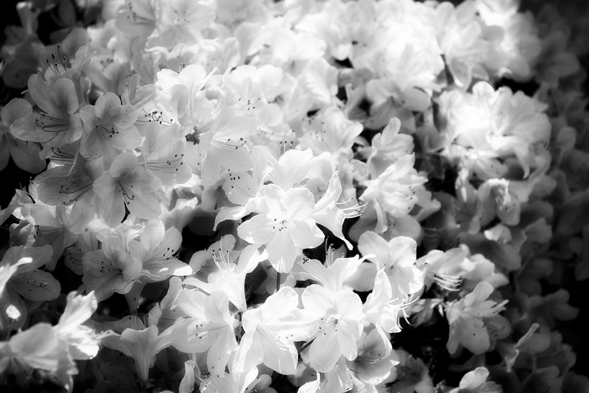 Simple Beaty | © Jonathan McIntyre Photogeraphy