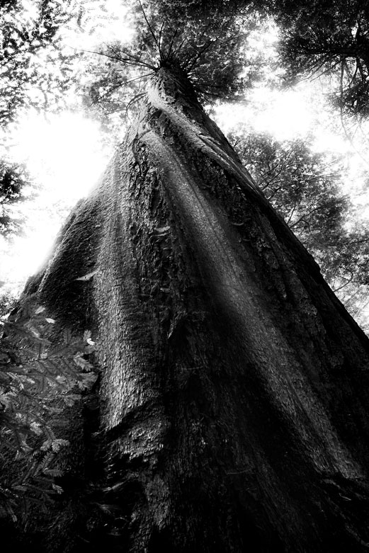 Twisted | © Jonathan McIntyre Photogeraphy